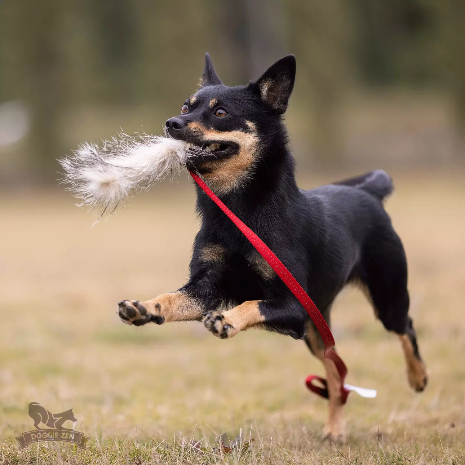 Doggie-Zen Grevling-draleke S | Vilkårlig farge