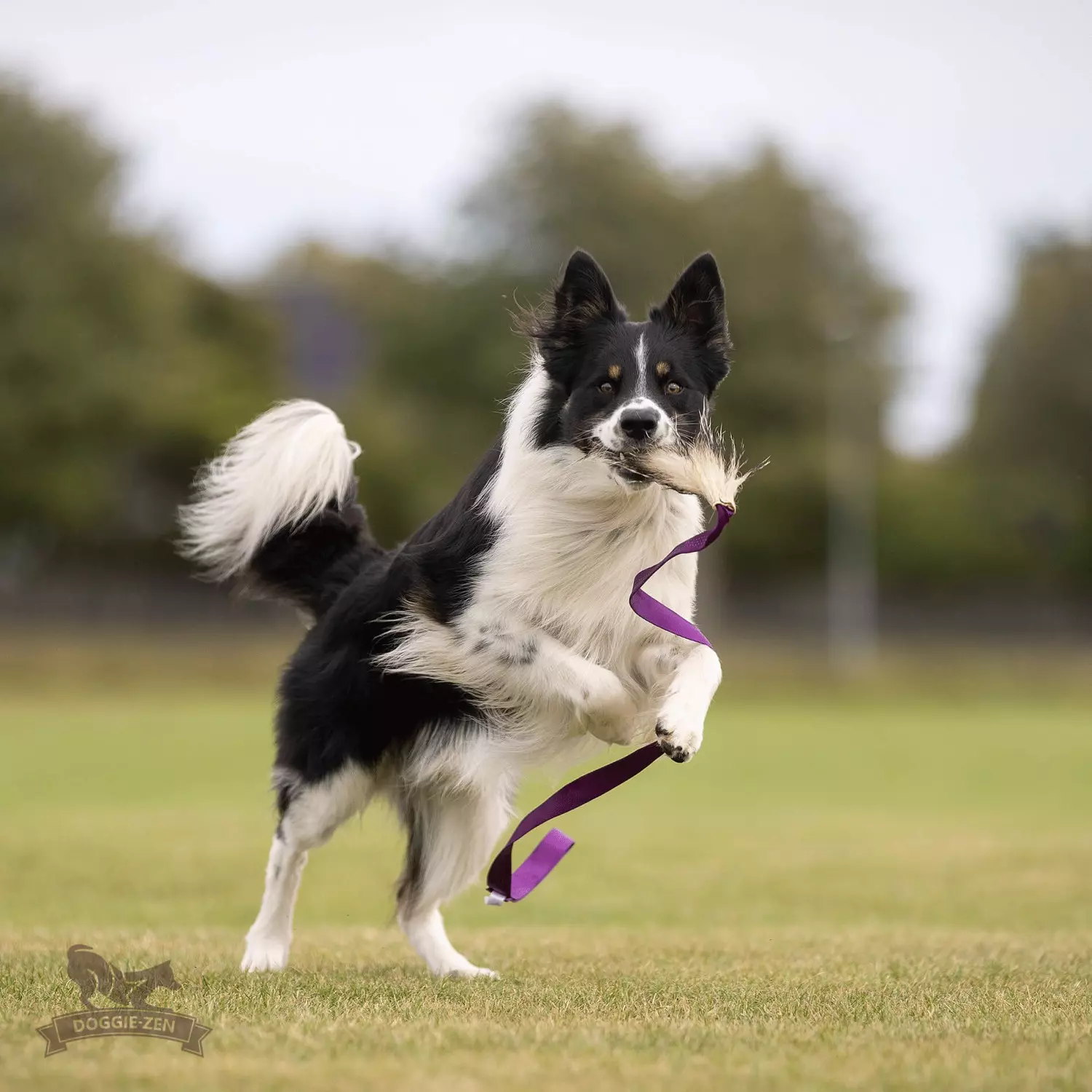 Doggie-Zen Grevling-draleke L | Vilkårlig farge