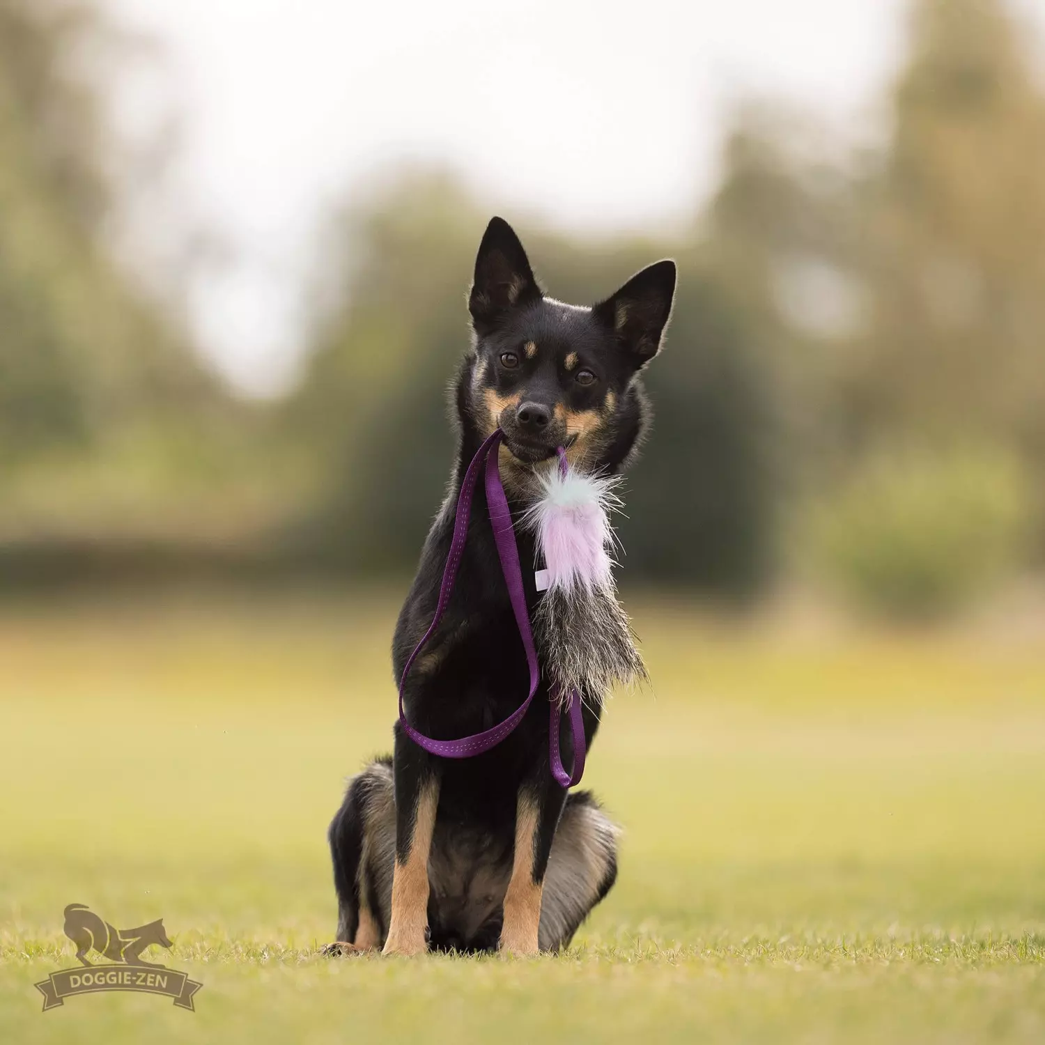 Doggie-Zen Villsvin Draleke/Belønningsleke S | Vilkårlig farge