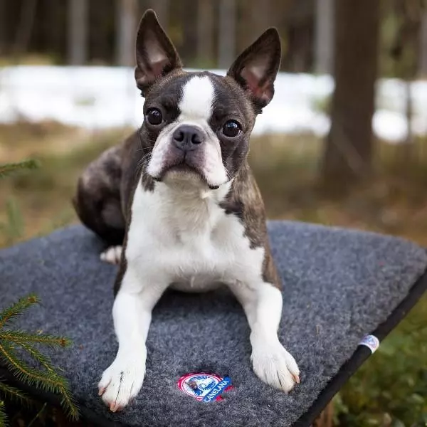 Canelana 100% ullmadrass hund - vanntett underside 80x100 cm