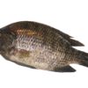 Frozen Tilapia 500-800g 4 kg