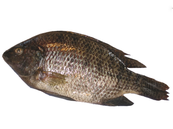 Frozen Tilapia 500-800g 4 kg