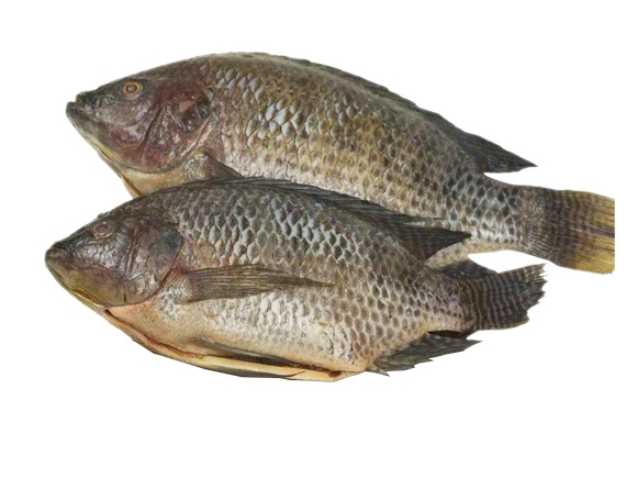 Frozen Tilapia Svart (800-1kg.) 10 kg.