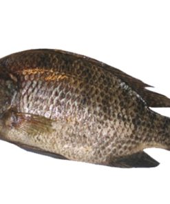 Frozen Tilapia 800-1kg Seamaid 2 x 5 kg