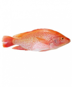 Frozen Tilapia Rød hel 750-950g Seamaid 10kg