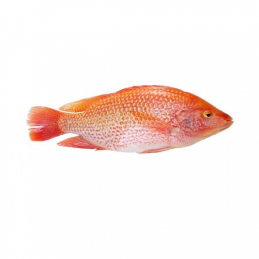 Frozen Tilapia Rød hel 750-950g Seamaid 10kg