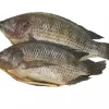 Frozen Tilapia Svart 800g+ Green & Blue 4 kg.