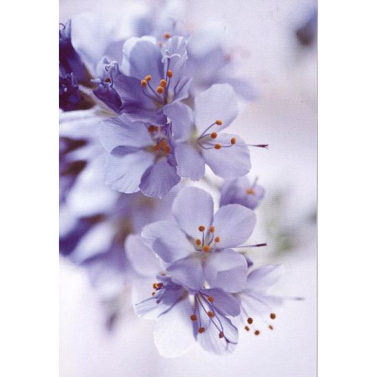 Minikort lilla blomster