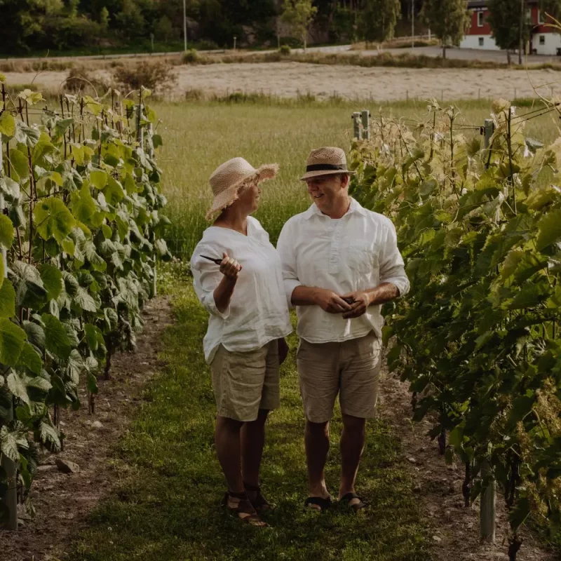 Vinsmaking- Lærdag 5. september 2026