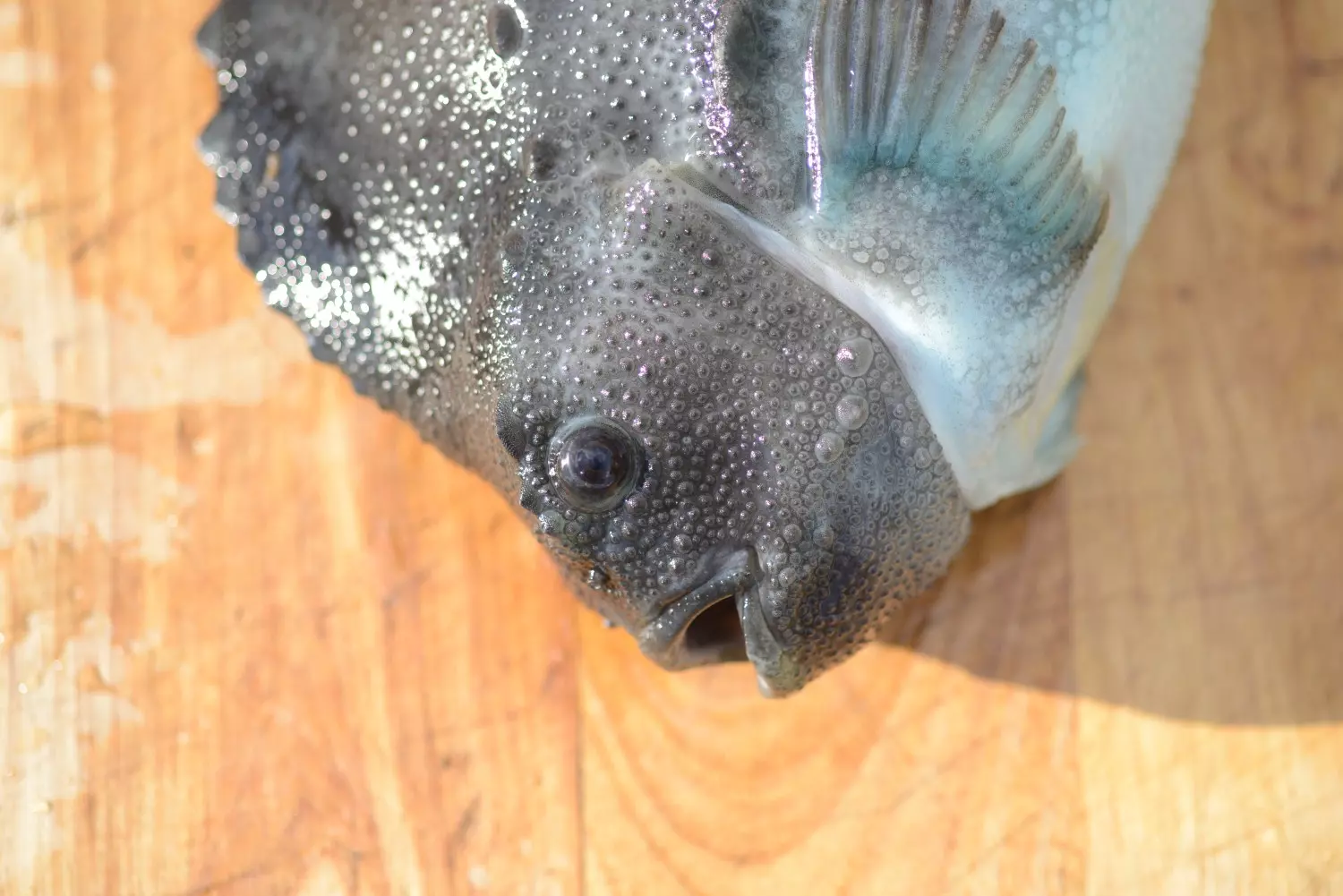 Gavekort Kurs 1: Fiskekurs – 15.01.2026, klokken 18:00.