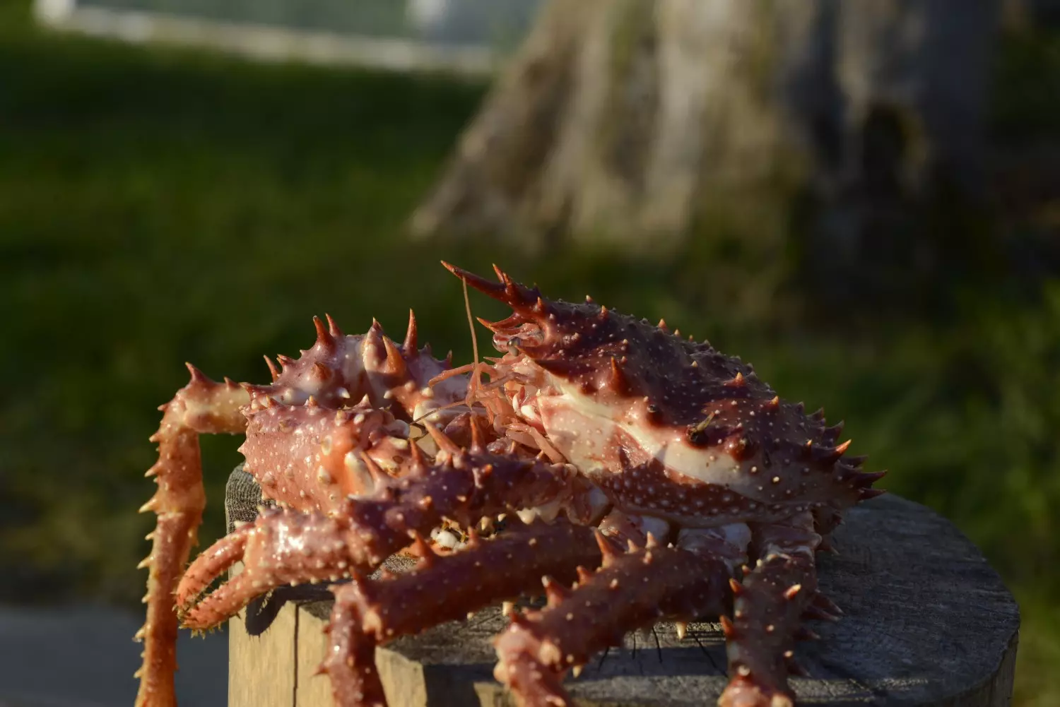 Kurs 2: Skalldyr – 23.04.2026, klokken 18:00.