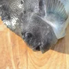 Oktobeer Inspirasjonskveld Fisk & skalldyr 22.10.26 Klokken 17.30