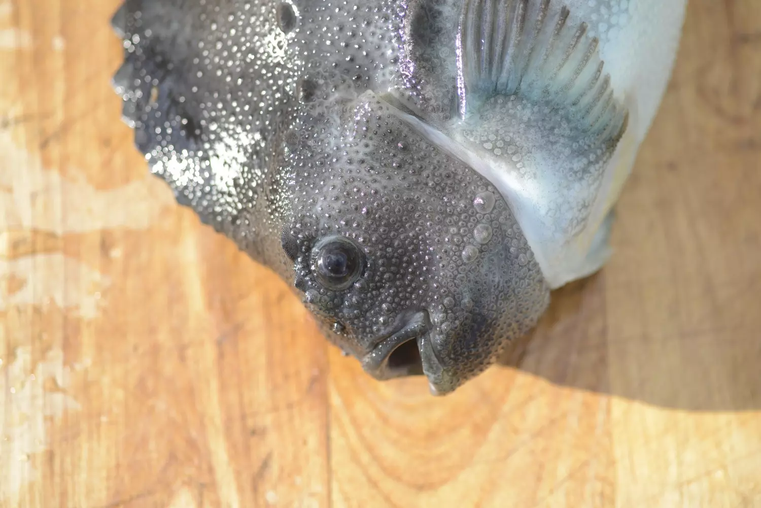 Oktobeer Inspirasjonskveld Fisk & skalldyr 22.10.26 Klokken 17.30