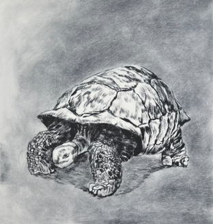 Fernandina Svart - hvitt