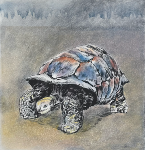 Fernandina, håndkolorert