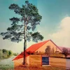 Pine