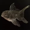 Gullfisk