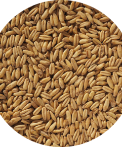 Naked Oat malt 1 kg