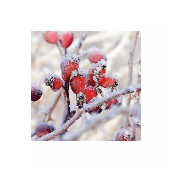 Kaffeserviett - Frozen Rosehips