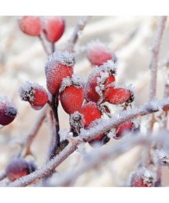 Lunsjserviett - Frozen Rosehips