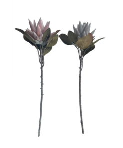 Protea Stilk 2ass - 52cm