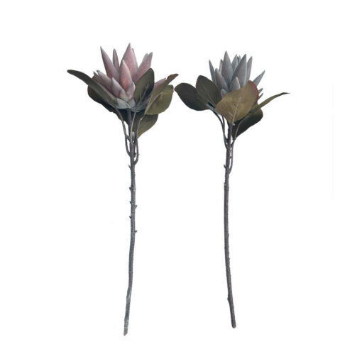 Protea Stilk 2ass - 52cm