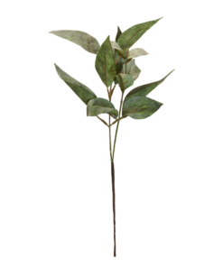 Eucalyptus Gren - 38cm