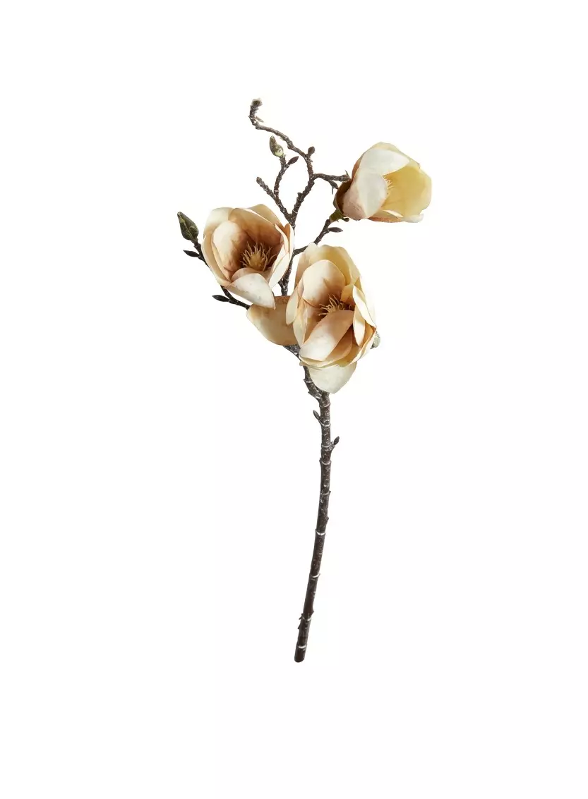 Magnoliagren - Dusty Rose