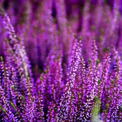 Ambiente serviett 33x33cm, 20pk, Heather