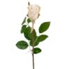 Mr Plant  Rose hvit
