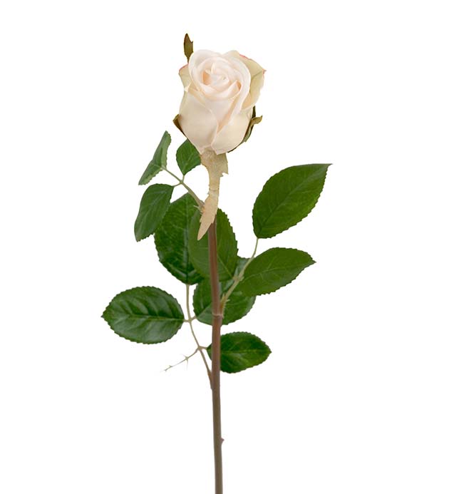 Mr Plant  Rose hvit