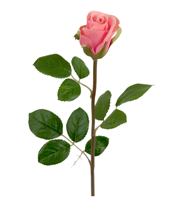 Mr Plant Rose rosa