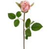 MR Plant Rose rosa