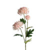 Mr Plant Chrysanthemum Lys rosa