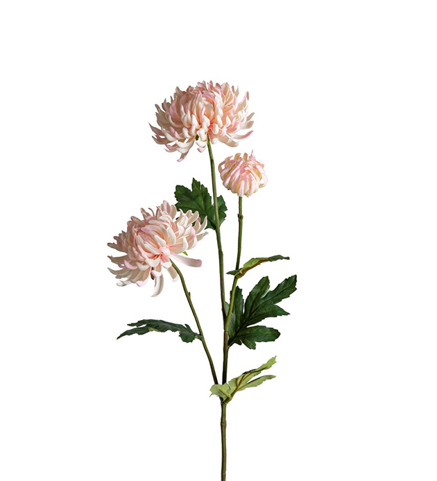 Mr Plant Chrysanthemum Lys rosa