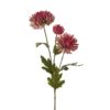 Mr Plant Chrysanthemum Mørk rosa