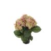 Mr Plant Hortensia rosa/grønn