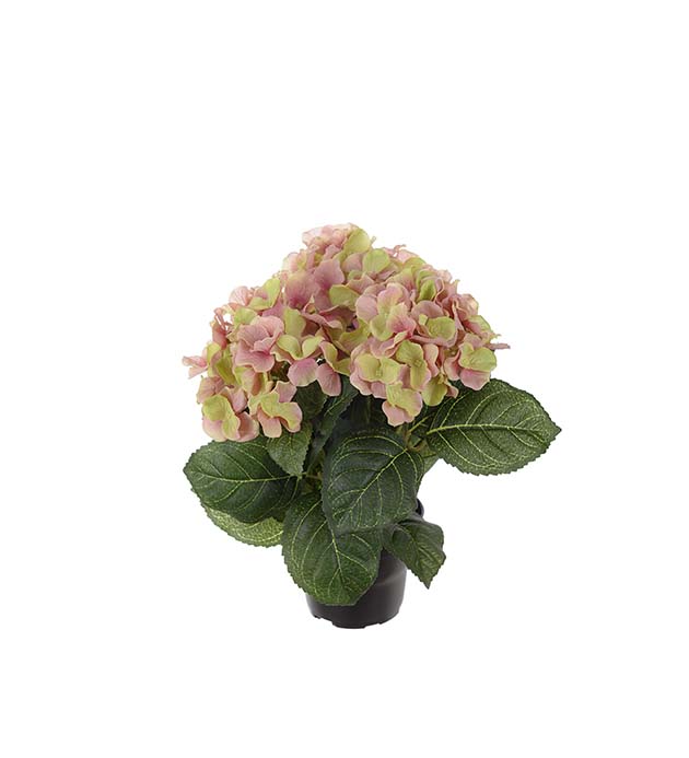Mr Plant Hortensia rosa/grønn