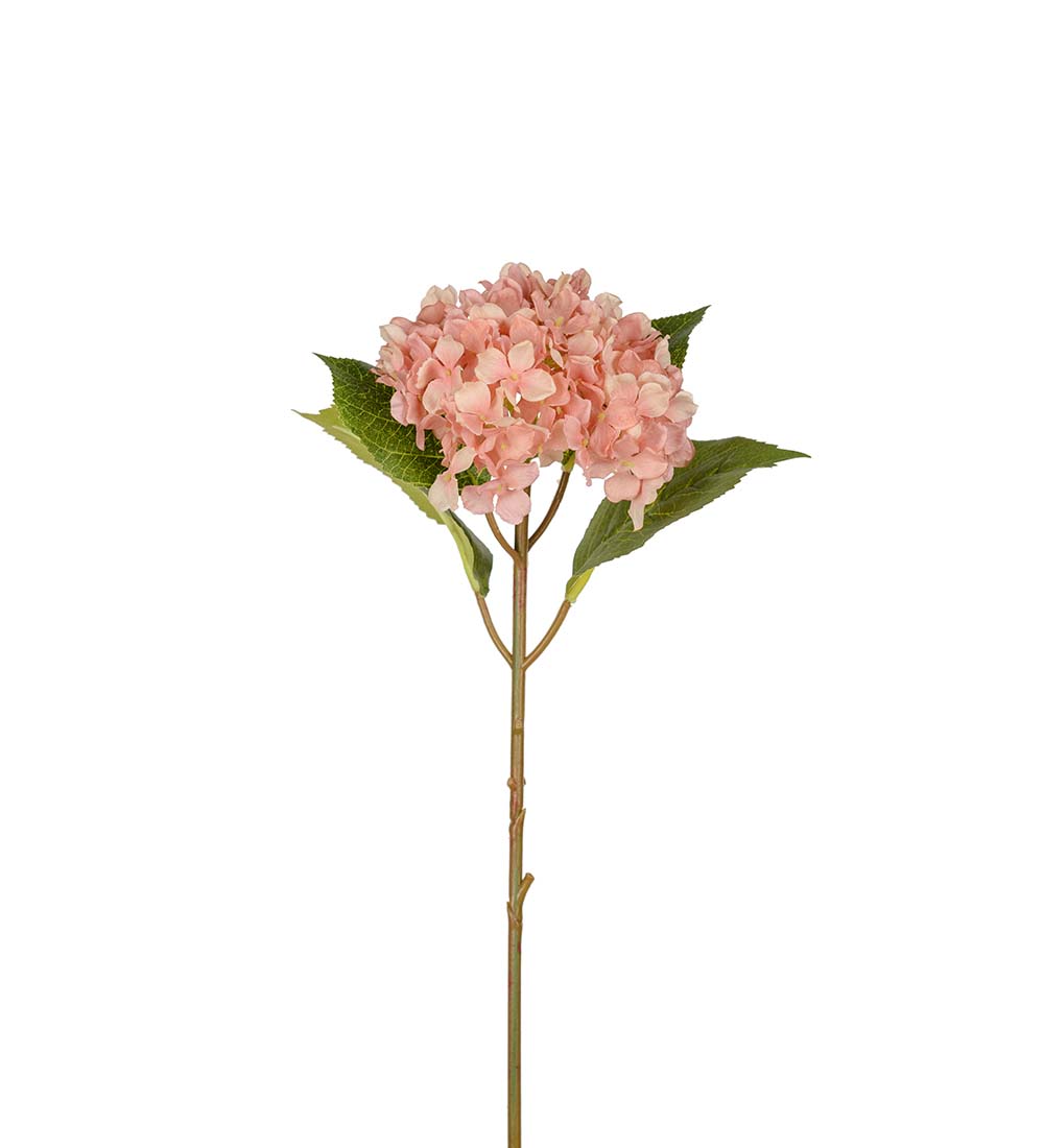 Mr Plant Hortensia Dus rosa