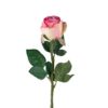 Mr Plant Rose rosa