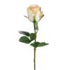 Mr Plant Rose lysgul m/rosa