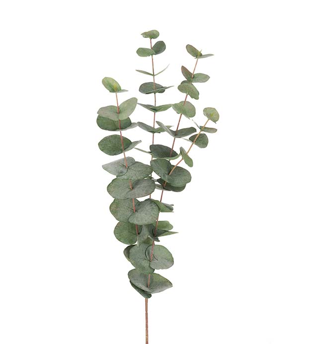 Eucalyptus grønn