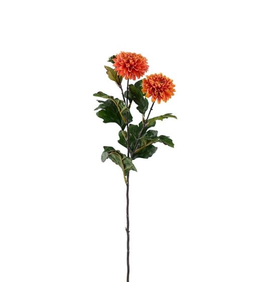 Chrysanthemum oransje