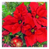 Serviett Lunsj Red Poinsettia