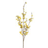 Mr Plant Forsythia