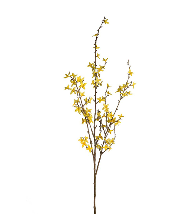 Mr Plant Forsythia