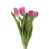 mr Plant Tulipan mix rosa