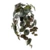 Mr Plant Peperomia