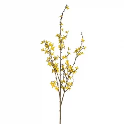 Mr Plant Forsythia