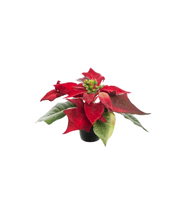 Mr Plant Julestjerne m/klips rød